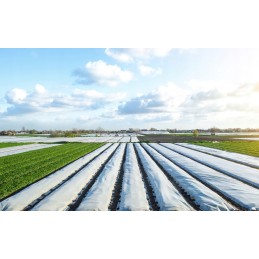 Agrotekstilės danga balta spyruoklinė UV 20g m2 1 6m x 500m