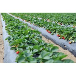 Agrotekstilė nuo piktžolių, juoda, 1,6x200, 50g/m2