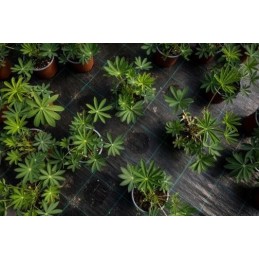 Agroaudinys bradas juodas 3 2 x 50m 110g m2 ritinys