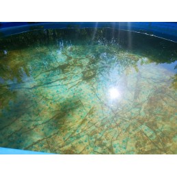 ✔️ Originalus bestway produktas