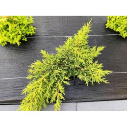 Agrotkanina 135g 1,6x50m aukščiausios kokybės UV 3% agrotekstilės juodo kilimėlio kaiščiai