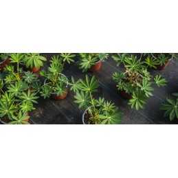 Agrotekstilė bradas juoda 0,8 x 5m 80 g/m²