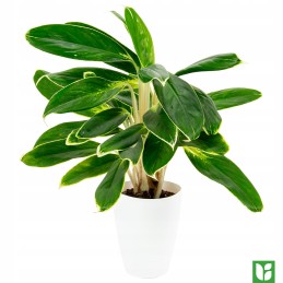 Lillepott eria fi 13 cm