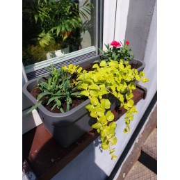 6 x Lobelia balkono dėžės rinkinys 40x17 h16 + balkono laikiklis - antracitas