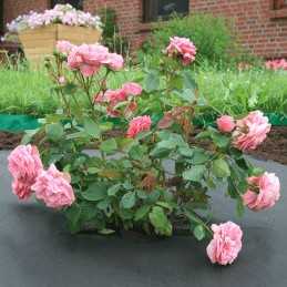 agro-nova agrotekstilė, mulčiavimas nuo piktžolių, 1,6 x 5 m, juodas