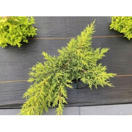 ⭐⭐Agrotekstilė 90g 3,2x50m juoda UV agrotekstilė 3% nuo piktžolių + kaiščiai⭐⭐