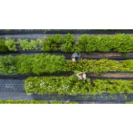 Agrotekstilė nuo piktžolių juoda agrotekstilė 100g piktžolėms 1,6x150m