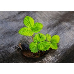 ⭐⭐Agro GF nuo piktžolių agrotekstilė 1,6x50m juoda piktžolėms stora 150g⭐⭐