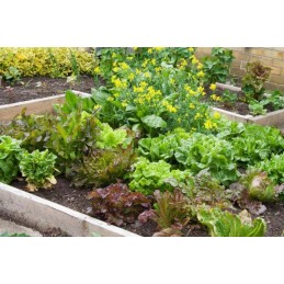 Vegetable garden herbarium cold frame wooden box 120x120