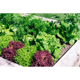 Vegetable garden herbarium cold frame wooden box 120x120