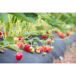 Agrotkanina stora nuo piktžolių agrotekstilė 100g piktžolėms 2,1x100m