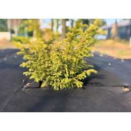 Agrotekstilė nuo piktžolių 1,1x10mb 50g/m2 juoda