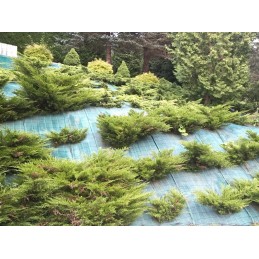 Agrotekstilė žalia 100g m2 1 6x100m