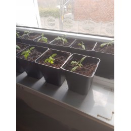 Production pots for nursery seedlings hard 9x9 strong 9cm p9 100