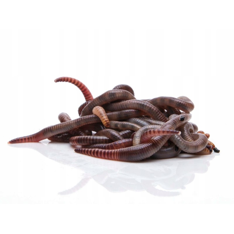 400pcs compost worms Californian earthworms
