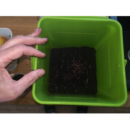400gab Kalifornijas slieku komposta tārpi