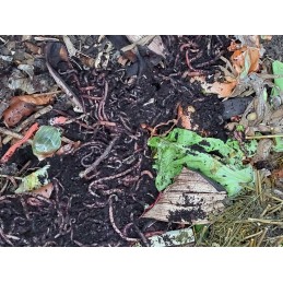 400pcs compost worms Californian earthworms
