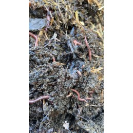 400pcs compost worms Californian earthworms