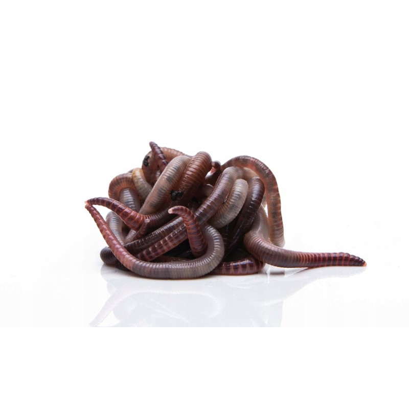 300pcs compost Californian earthworms