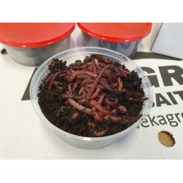 300 gab. Kalifornijas komposta tējkannas