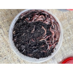 300pcs compost Californian earthworms