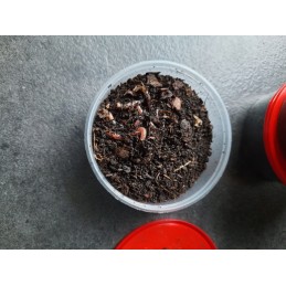 300 gab. Kalifornijas komposta tējkannas