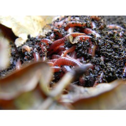 200tk punaseid California vihmausse