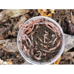 200pcs red earthworms California earthworms