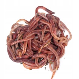 Kellapurgid kompostrisse, 200 tk