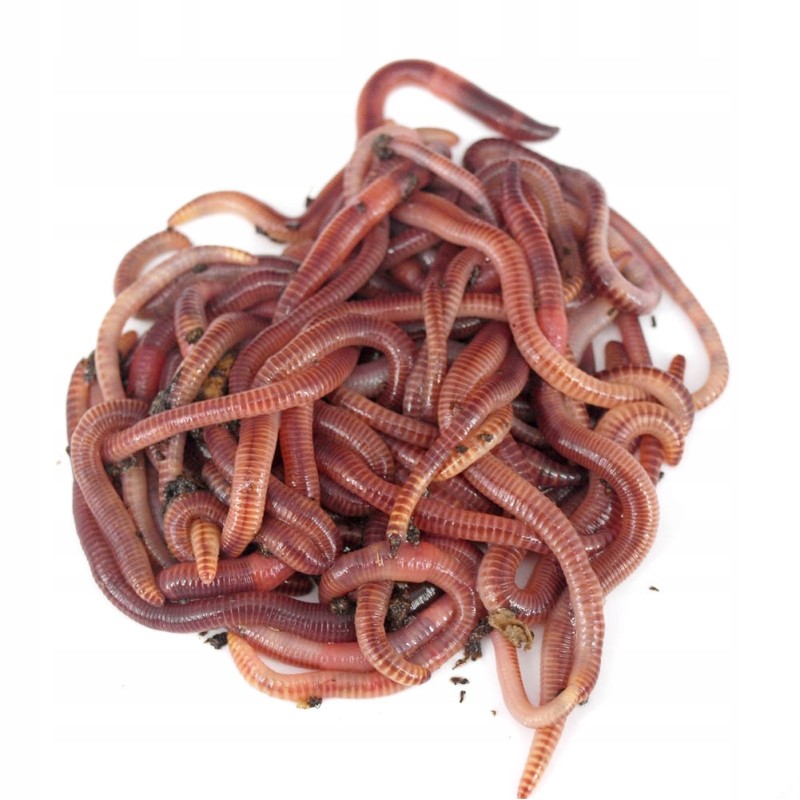 Kellapurgid kompostrisse, 200 tk