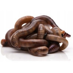 300pcs compost Californian earthworms