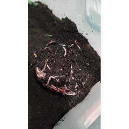 300pcs compost Californian earthworms