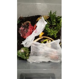 300 vnt. kaliforniški komposto arbatinukai