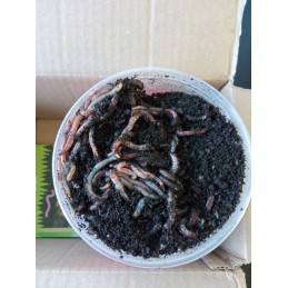 300pcs compost Californian earthworms