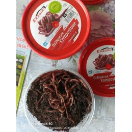 300pcs compost Californian earthworms