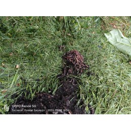 300pcs compost Californian earthworms