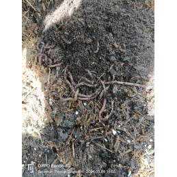 300pcs compost Californian earthworms