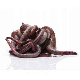 1000 pcs compost earthworms California mix