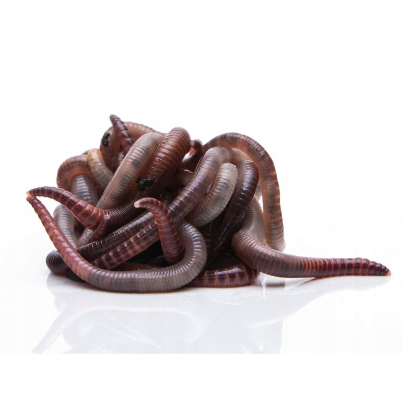 1000 pcs compost earthworms California mix
