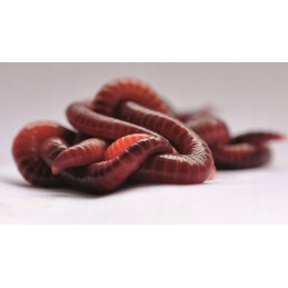 1000 pcs compost earthworms California mix