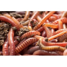 1000 pcs compost earthworms California mix