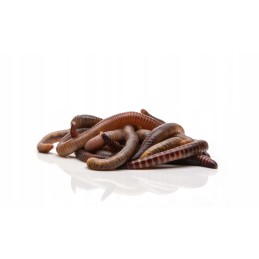 1000 vnt Kalifornijos komposto sliekų mišinys