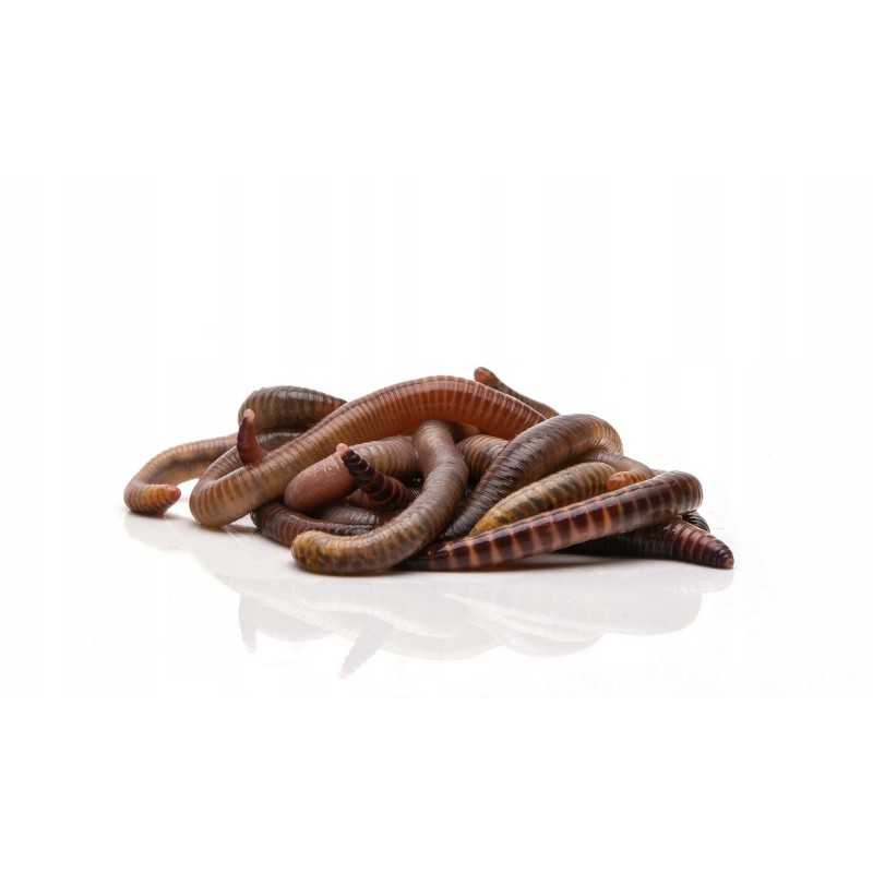 1000 vnt Kalifornijos komposto sliekų mišinys