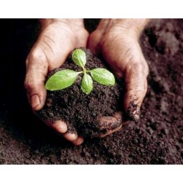 1000 vnt Kalifornijos komposto sliekų mišinys