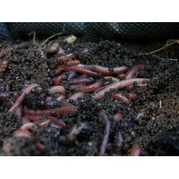 1000 vnt Kalifornijos komposto sliekų mišinys