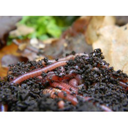 1000 vnt Kalifornijos komposto sliekų mišinys