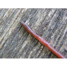 1000 vnt Kalifornijos komposto sliekų mišinys