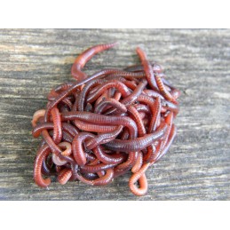 1000 vnt Kalifornijos komposto sliekų mišinys