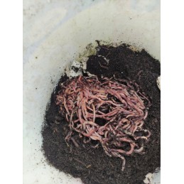 1000 vnt Kalifornijos komposto sliekų mišinys