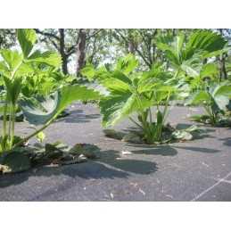 Agrotkanina kilimėlis Marma Lenko 99g/m² |0,80mx metras | į metrus